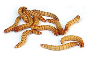 meelworm