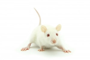 mouse
